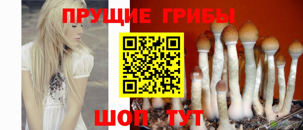 Слободской  Псилоцибиновые грибы Psilocybe  Вход с VPN 